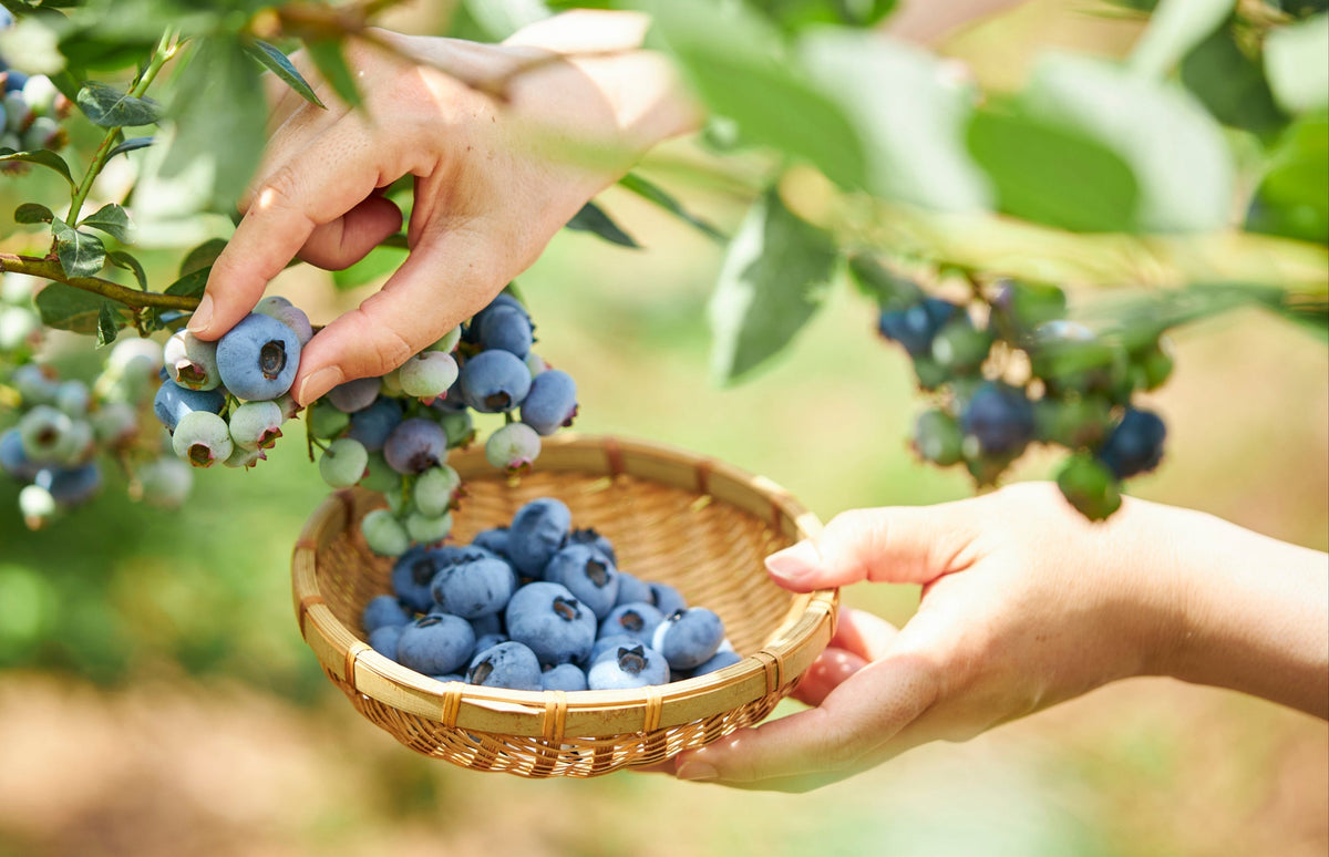 ブルーベリー大粒 大粒！だいせんのめぐみ摘みたてブルーベリー 250g×4p：鳥取県