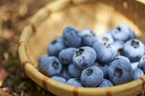 【仙台秋保の農園でのお渡し】農薬不使用仙台市秋保産ブルーベリー120g x 1パック