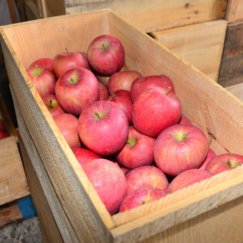 赤石農園さんが岩木山の麓、豊かな土壌で育てた青森産完熟リンゴのドライフルーツ ドライフルーツ・乾燥野菜 BLUE BLUEBERRY FARM
