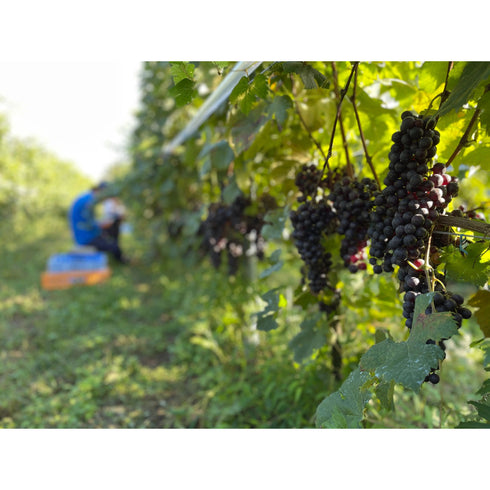 秋保ワイナリーさんがワインのために大切に育てた宮城県秋保産のブドウのドライフルーツ ドライフルーツ・乾燥野菜 BLUE BLUEBERRY FARM