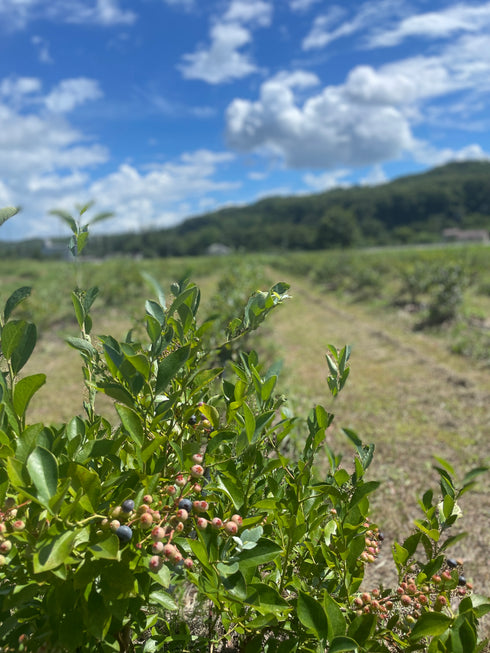 【予約停止中(次回は2026年6月下旬ごろ】ブルーベリー摘み取り体験入園料|約30分