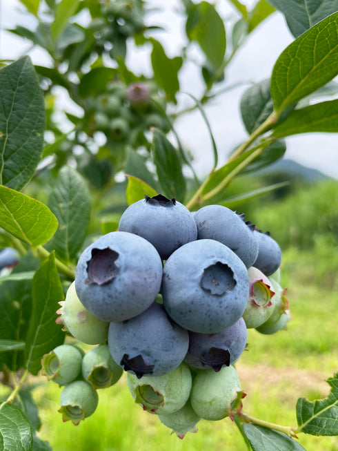 【仙台秋保の農園でのお渡し】農薬不使用仙台市秋保産ブルーベリー120g x 1パック