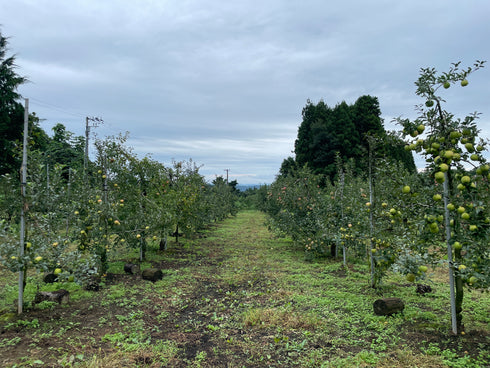 仙台泉ヶ岳の麓、根白石のりんご農家 針生さんが減農薬有機肥料で育てた味わいリンゴ。 ドライフルーツ・乾燥野菜 BLUE BLUEBERRY FARM