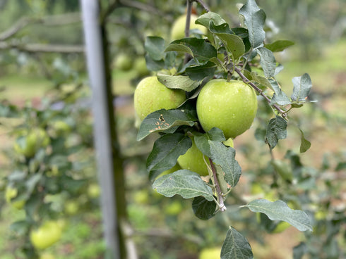 仙台泉ヶ岳の麓、根白石のりんご農家 針生さんが減農薬有機肥料で育てた味わいリンゴ。 ドライフルーツ・乾燥野菜 BLUE BLUEBERRY FARM