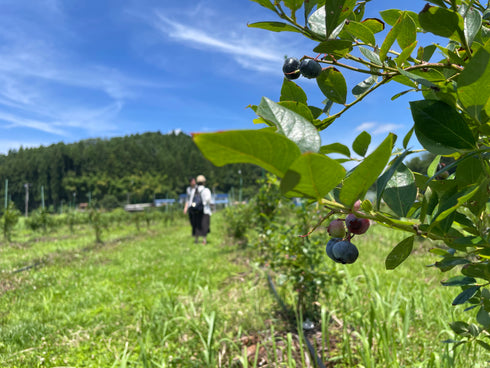 【予約停止中(次回は2026年6月下旬ごろ】ブルーベリー摘み取り体験入園料|約30分