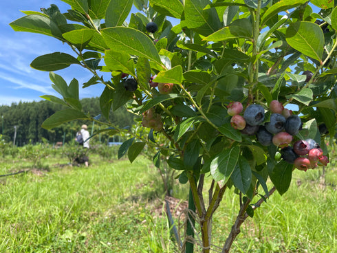 【予約停止中(次回は2026年6月下旬ごろ】ブルーベリー摘み取り体験入園料|約30分