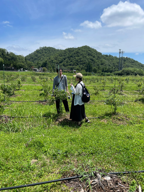 【予約停止中(次回は2026年6月下旬ごろ】ブルーベリー摘み取り体験入園料|約30分