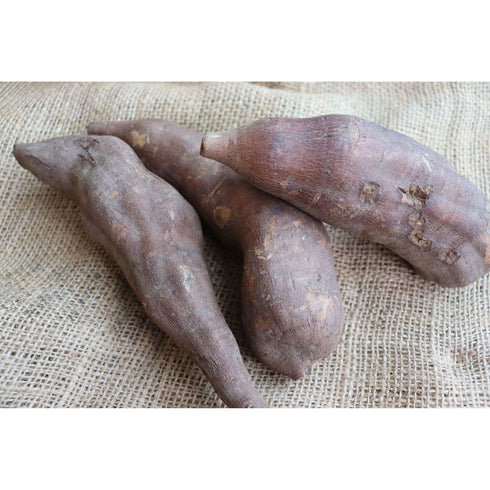 くまっこ農園さんの越冬ヤーコンは甘さをたっぷり蓄えた特別な味わい。そのままでもおかずにも ドライフルーツ・乾燥野菜 BLUE BLUEBERRY FARM