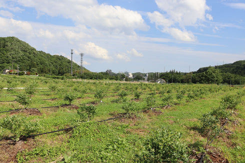 【仙台秋保の農園でのお渡し】農薬不使用仙台市秋保産ブルーベリー120g x 1パック
