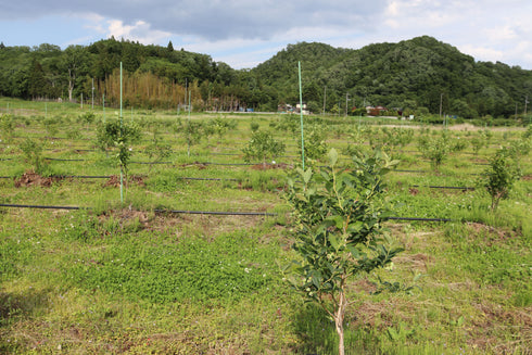 【仙台秋保の農園でのお渡し】農薬不使用仙台市秋保産ブルーベリー120g x 1パック