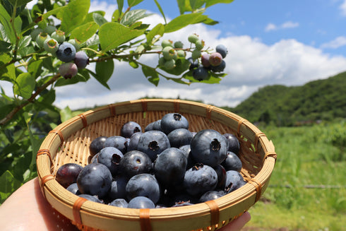 【仙台秋保の農園でのお渡し】農薬不使用仙台市秋保産ブルーベリー120g x 1パック