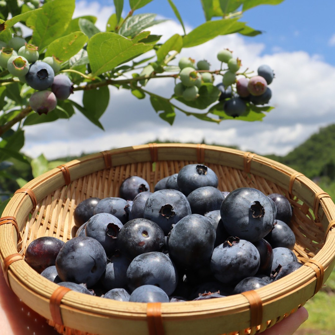 ブルーベリー – BLUE BLUEBERRY FARM and orata.net online store