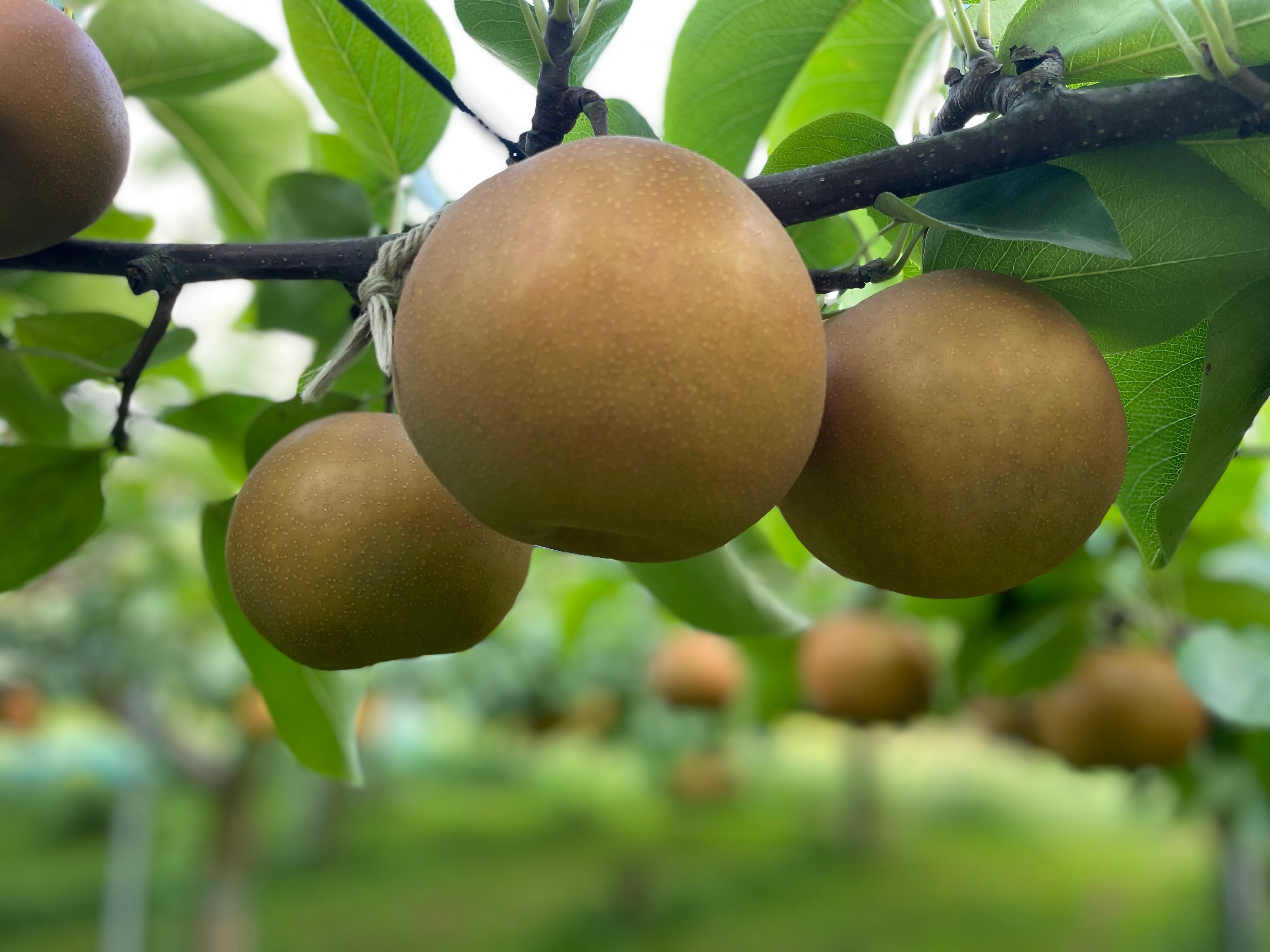 宮城県角田市の吉川果樹園さんが作る甘〜い新高梨はどこか懐かしいしっとりドライに。 ドライフルーツ・乾燥野菜 BLUE BLUEBERRY FARM   