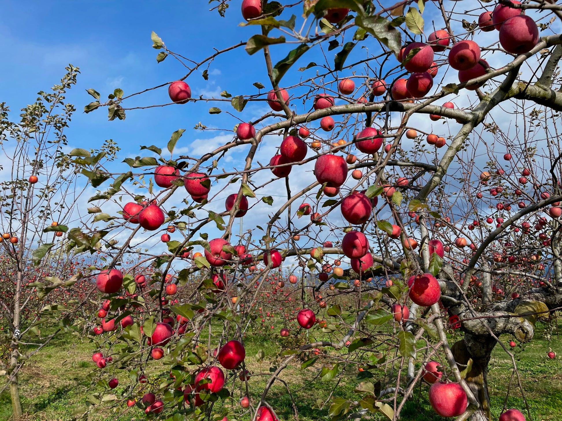 おぐらやま農場さんが肥料・農薬に頼らず育てた、安曇野産の甘いリンゴを使った栄養たっぷりのドライ青果。 ドライフルーツ・乾燥野菜 BLUE BLUEBERRY FARM   