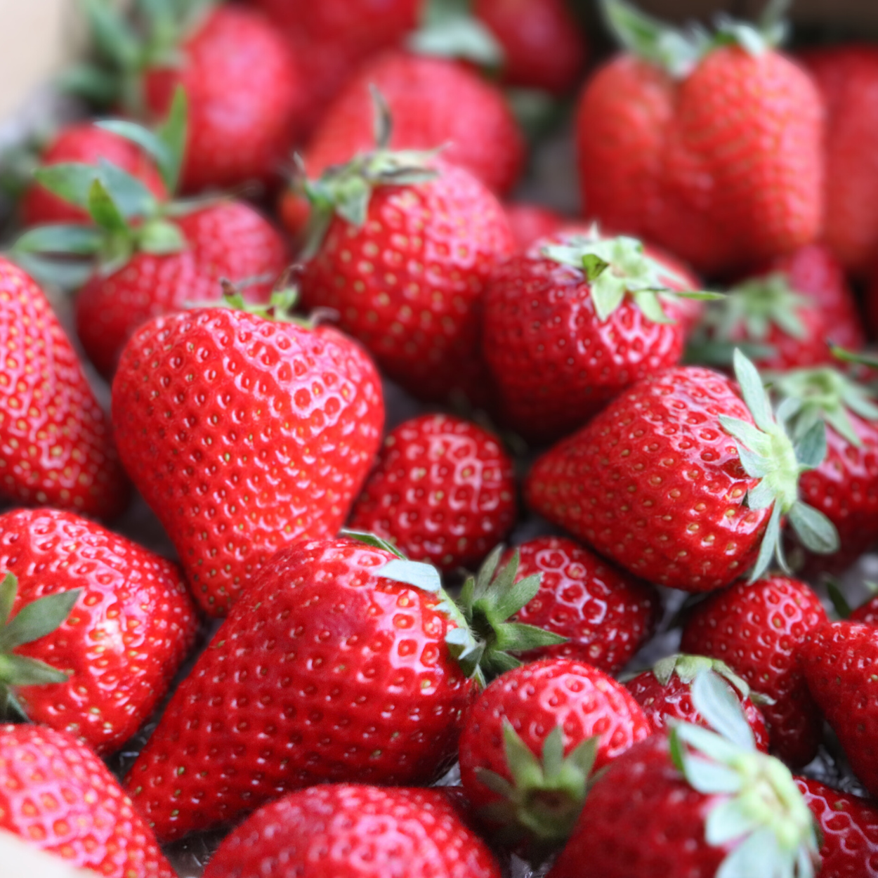 国産いちごのドライフルーツ